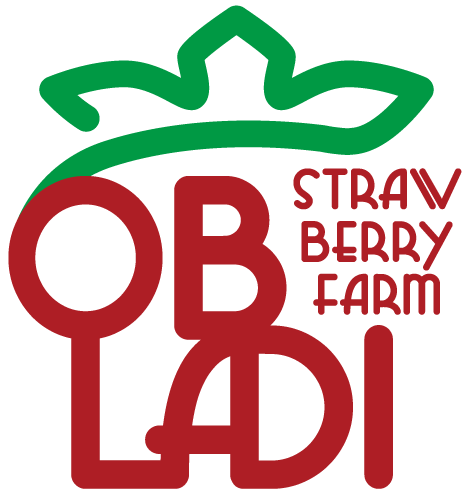 ホームページを新規オープン致しました。 オブラディ―ストロベリーファームは千葉県オリジナル品種『チーバベリー』を含む４種のおいしい苺を食べ比べできます！